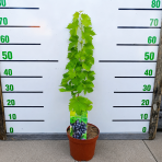 Vinič hroznorodý (Vitis vinifera) ‘LEON MILLOT´ – výška 60-80 cm, kont. C3L